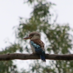 Dacelo leachii (Blue-winged Kookaburra) at Theodore, QLD - 27 Jun 2024 by MB