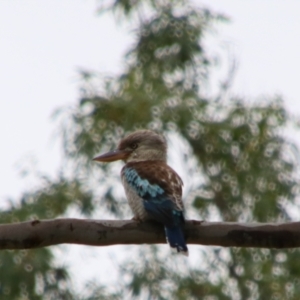 Dacelo leachii at Theodore, QLD - 27 Jun 2024