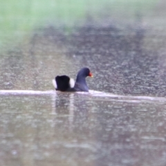 Gallinula tenebrosa (Dusky Moorhen) at Theodore, QLD - 27 Jun 2024 by MB