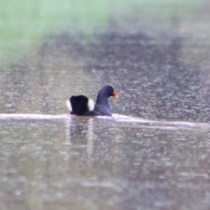 Gallinula tenebrosa at Theodore, QLD - 27 Jun 2024