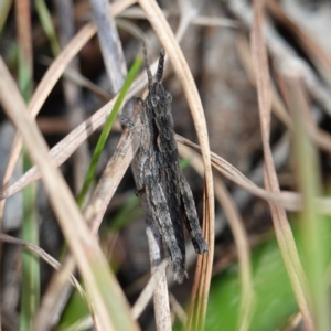 Coryphistes ruricola at Souths TSR on Mountain Ash Road - 18 Jun 2024