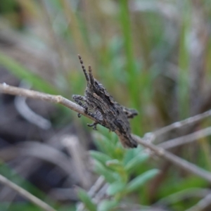 Coryphistes ruricola at Souths TSR on Mountain Ash Road - 18 Jun 2024