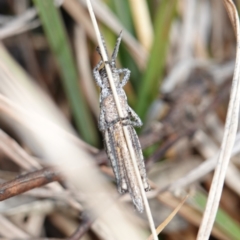 Coryphistes ruricola at Souths TSR on Mountain Ash Road - 18 Jun 2024