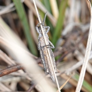 Coryphistes ruricola at Souths TSR on Mountain Ash Road - 18 Jun 2024