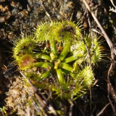 Drosera (genus) (A Sundew) at Souths TSR on Mountain Ash Road - 18 Jun 2024 by RobG1
