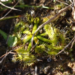 Drosera sp. at Souths TSR on Mountain Ash Road - 18 Jun 2024 01:41 PM