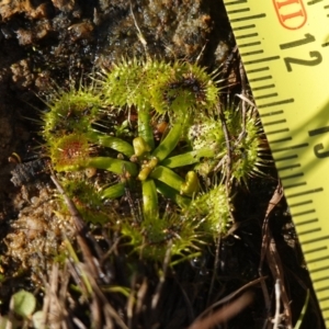 Drosera sp. at Souths TSR on Mountain Ash Road - 18 Jun 2024 01:41 PM