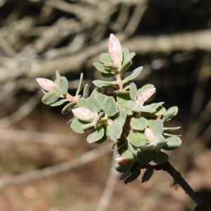 Brachyloma daphnoides at Gundary, NSW - 18 Jun 2024