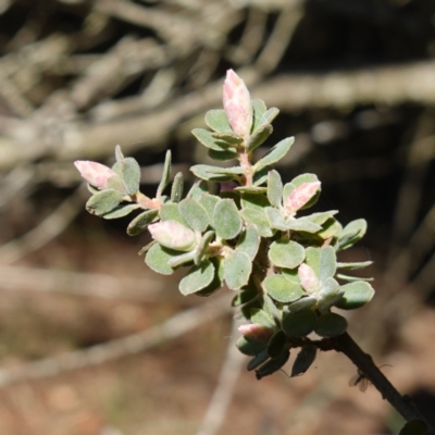 Brachyloma daphnoides (Daphne Heath) at Goulburn Mulwaree Council - 18 Jun 2024 by RobG1