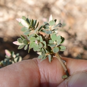 Brachyloma daphnoides at Gundary, NSW - 18 Jun 2024 02:02 PM