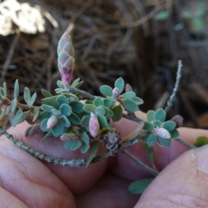 Brachyloma daphnoides at Gundary, NSW - 18 Jun 2024