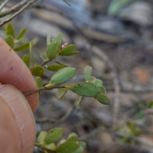 Brachyloma daphnoides at Gundary, NSW - 18 Jun 2024