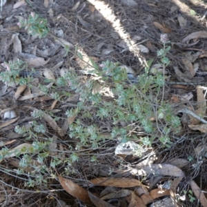 Brachyloma daphnoides at Gundary, NSW - 18 Jun 2024 02:02 PM