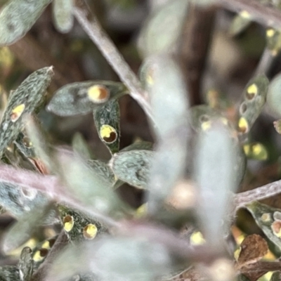 Coccidae sp. (family) (Unidentified coccid scale insect) at ANBG - 27 Jun 2024 by Bushpig