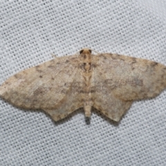 Poecilasthena scoliota (A Geometer moth (Larentiinae)) at Freshwater Creek, VIC - 21 Dec 2022 by WendyEM
