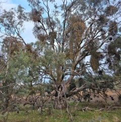 Eucalyptus bridgesiana (Apple Box) at Taylor, ACT - 26 Jun 2024 by Jiggy