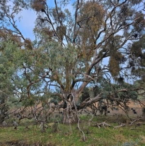 Eucalyptus bridgesiana at Taylor, ACT - 27 Jun 2024 07:59 AM