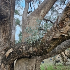 Eucalyptus bridgesiana at Taylor, ACT - 27 Jun 2024