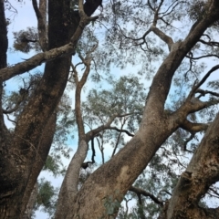 Eucalyptus bridgesiana at Taylor, ACT - 27 Jun 2024