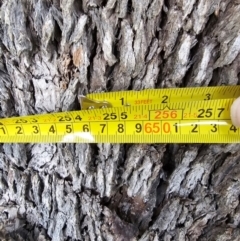 Eucalyptus bridgesiana at Taylor, ACT - 27 Jun 2024