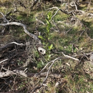 Laurus nobilis at Jacka, ACT - 27 Jun 2024