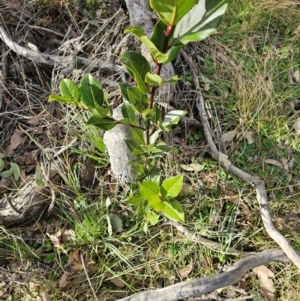 Laurus nobilis at Jacka, ACT - 27 Jun 2024