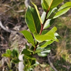 Laurus nobilis at Jacka, ACT - 27 Jun 2024