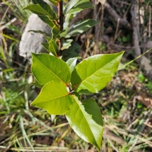 Laurus nobilis at Jacka, ACT - 27 Jun 2024