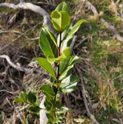 Laurus nobilis at Jacka, ACT - 27 Jun 2024