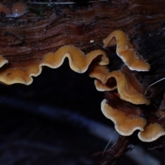 Stereum sp. at Dampier State Forest - 25 Jun 2024 by Bushrevival