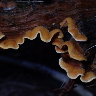 Stereum sp. at Dampier State Forest - 25 Jun 2024 by Bushrevival