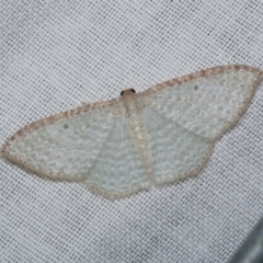 Poecilasthena pulchraria (Australian Cranberry Moth) at WendyM's farm at Freshwater Ck. - 22 Dec 2022 by WendyEM