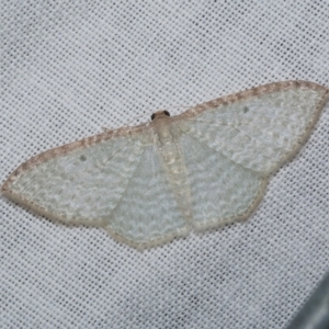 Poecilasthena pulchraria at WendyM's farm at Freshwater Ck. - 22 Dec 2022