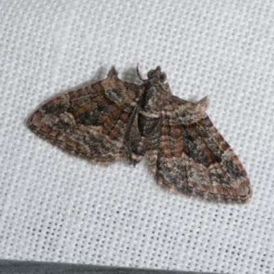 Phrissogonus laticostata (Apple looper moth) at WendyM's farm at Freshwater Ck. - 21 Dec 2022 by WendyEM