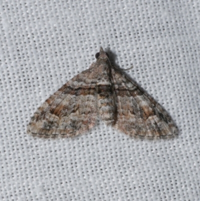 Phrissogonus laticostata (Apple looper moth) at WendyM's farm at Freshwater Ck. - 21 Dec 2022 by WendyEM