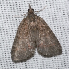 Microdes squamulata (Dark-grey Carpet) at WendyM's farm at Freshwater Ck. - 21 Dec 2022 by WendyEM