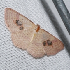 Epicyme rubropunctaria (Red-spotted Delicate) at WendyM's farm at Freshwater Ck. - 22 Dec 2022 by WendyEM