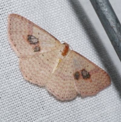 Epicyme rubropunctaria (Red-spotted Delicate) at WendyM's farm at Freshwater Ck. - 22 Dec 2022 by WendyEM