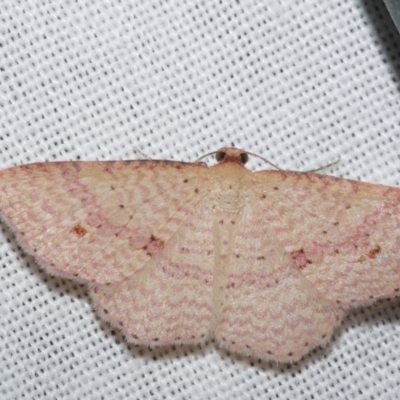 Epicyme rubropunctaria (Red-spotted Delicate) at WendyM's farm at Freshwater Ck. - 22 Dec 2022 by WendyEM