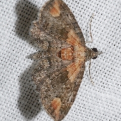 Chloroclystis pallidiplaga (White-shouldered Pug Moth) at Freshwater Creek, VIC - 21 Dec 2022 by WendyEM