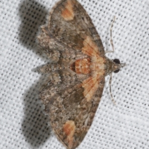 Chloroclystis pallidiplaga at WendyM's farm at Freshwater Ck. - 22 Dec 2022 01:05 AM