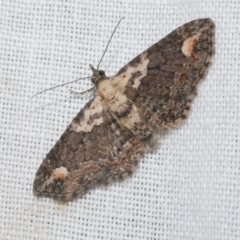 Chloroclystis pallidiplaga (White-shouldered Pug Moth) at Freshwater Creek, VIC - 21 Dec 2022 by WendyEM