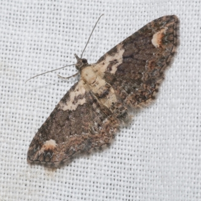 Chloroclystis pallidiplaga (White-shouldered Pug Moth) at WendyM's farm at Freshwater Ck. - 21 Dec 2022 by WendyEM