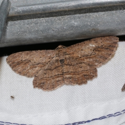 Ectropis excursaria (Common Bark Moth) at WendyM's farm at Freshwater Ck. - 22 Dec 2022 by WendyEM