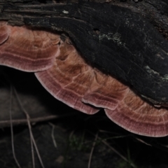 Rhodofomitopsis lilacinogilva (Rhodofomitopsis lilacinogilva) at BA124 - 23 Jun 2024 by Bushrevival