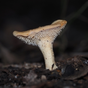 Hydnum repandum at Bodalla State Forest - 23 Jun 2024