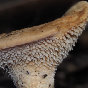 Hydnum repandum at Bodalla State Forest - 23 Jun 2024