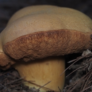 Bolete sp. at Bodalla State Forest - 23 Jun 2024