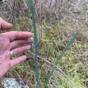 Bossiaea grayi at Molonglo River Reserve - suppressed