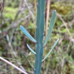 Bossiaea grayi at Molonglo River Reserve - 27 Jun 2024